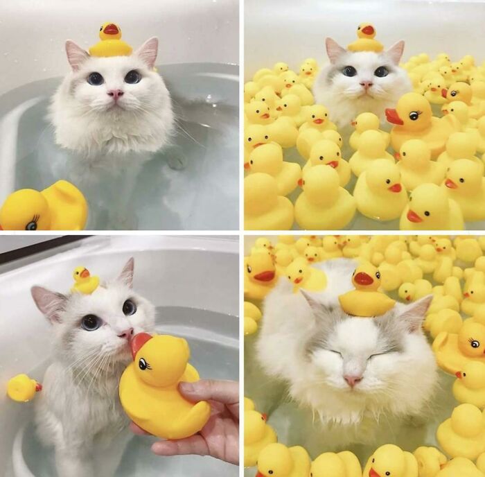 Cat Accepts Duck Religon