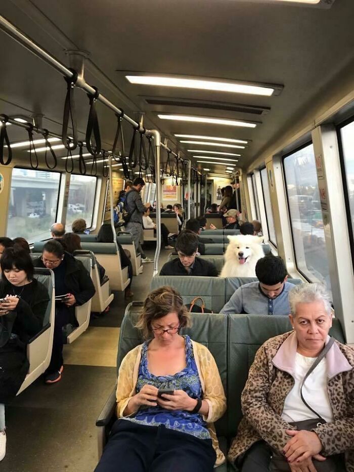 I'm A Tax-Paying Citizen Taking Public Transport Now