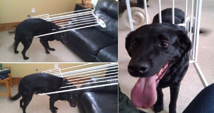 This Is Duke. Duke Tried To Go Through The Cat Door