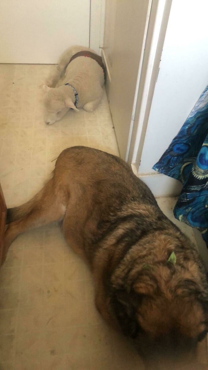 My Lamb Doesn’t Like To Be Alone, So He Coaxed The Dog Into The Bathroom While I Was In The Shower And Butted The Door Shut... So All Three Of Us Could Be In My Tiny Bathroom... My Favorite Trip Hazards...