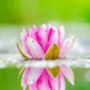 abigailzdenek avatar