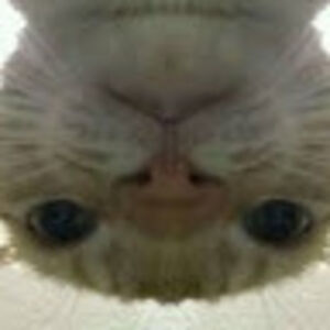 aryasladen-suarez avatar