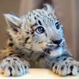 stampylongspots avatar