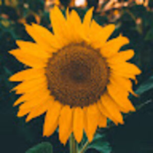 sunflower_1 avatar
