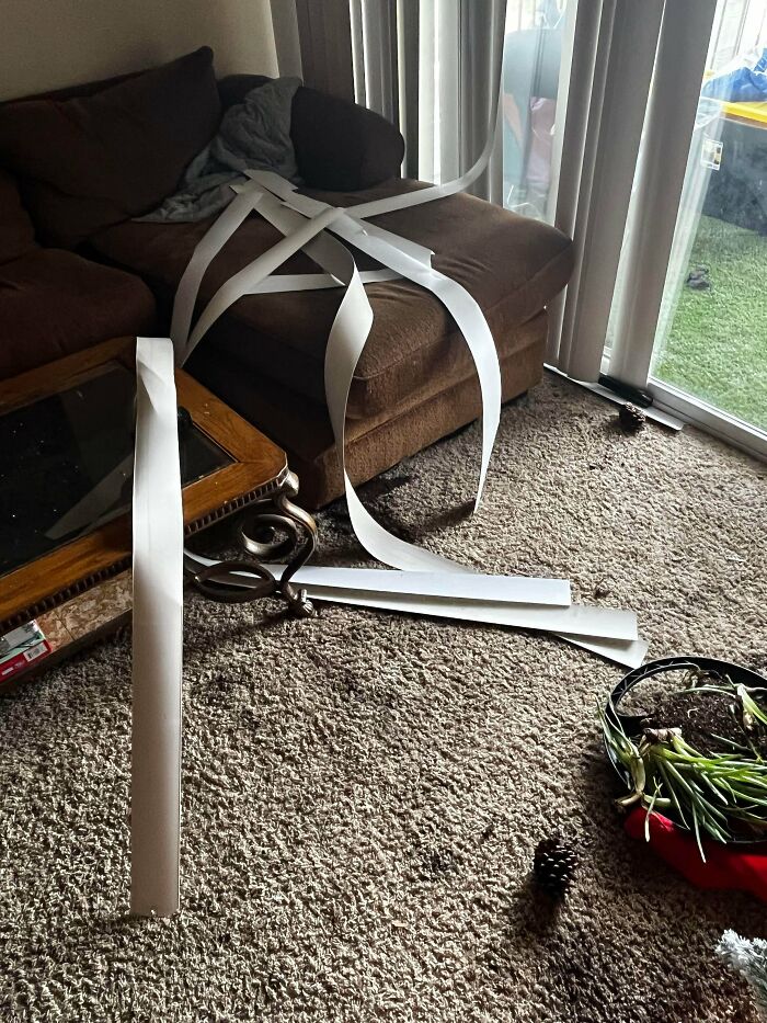 Literalmente 2 personas vinieron para el cumpleaños de mi compañero de cuarto. Comenzaron a forcejear y rompieron mi planta, el árbol de Navidad y las cortinas