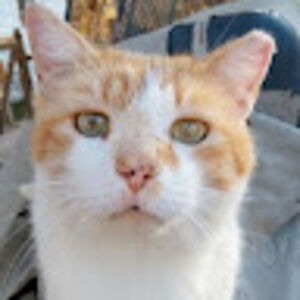 melissaakridge avatar