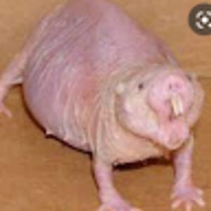 oliverchisholm avatar