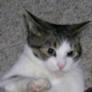 carmenhenshaw avatar