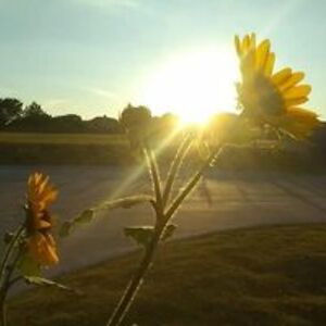 brianna_beezley_bb avatar