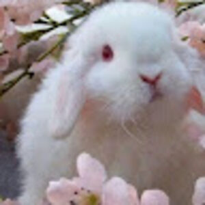 bunninsula avatar