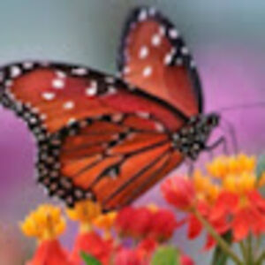 talirakerouac avatar