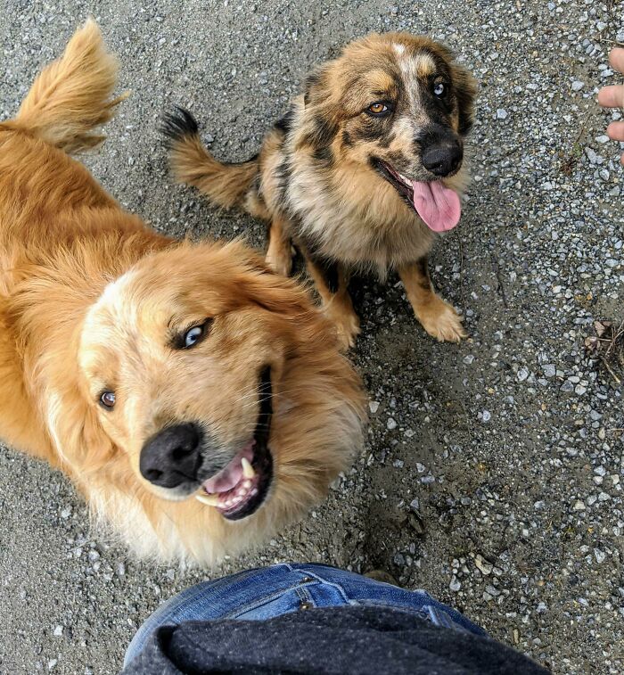 These Two Dogs Share The Same Genetic Eye Trait