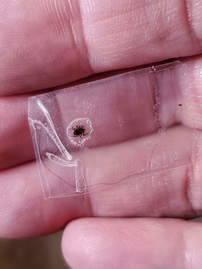 Very Very Tiny Creature I Felt Crawling On Me