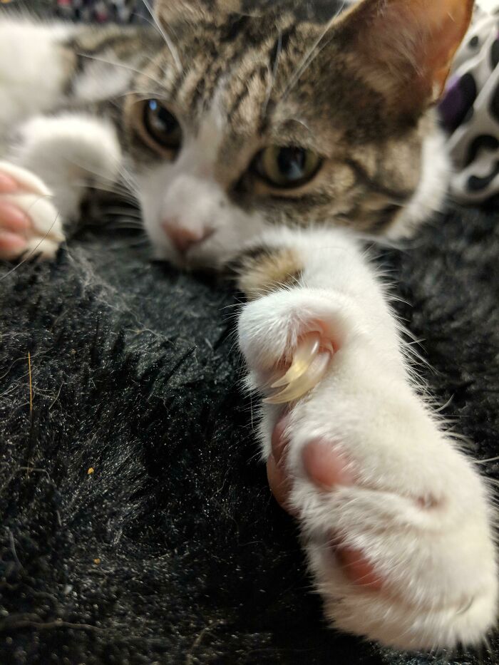 My Cat Has Two Nails Coming From One Nailbed