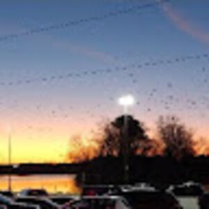 joshstevenson_1 avatar