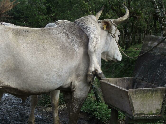 A Cow With An Extra Leg Growing Out Of Its Back