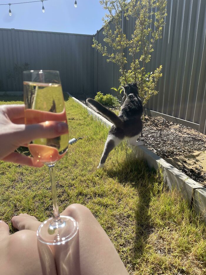 Boss Told Me After Massively Overworking Me That If I Want To Play In His Sandpit I Need To Toughen Up. Told Him I Don’t Want To Play In The Sandpit, I Want Time To Lay On The Lawn With My Cats. He Told Me To Take My Cats And F**k Off. He Was Bluffing. I Wasn’t. I Quit! Coming At Ya From My Lawn!