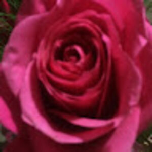 whitneytorres avatar