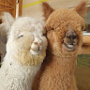 llamatheobama avatar