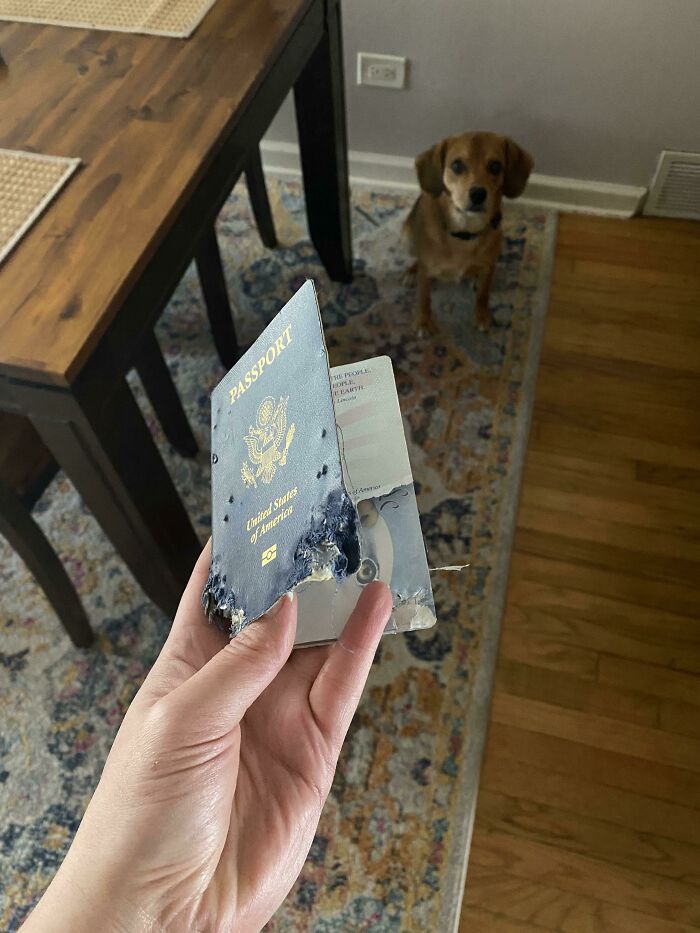 My Puppy Ate My Passport