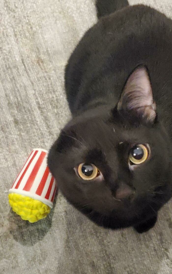 Este es Jinx, nació con una sola oreja