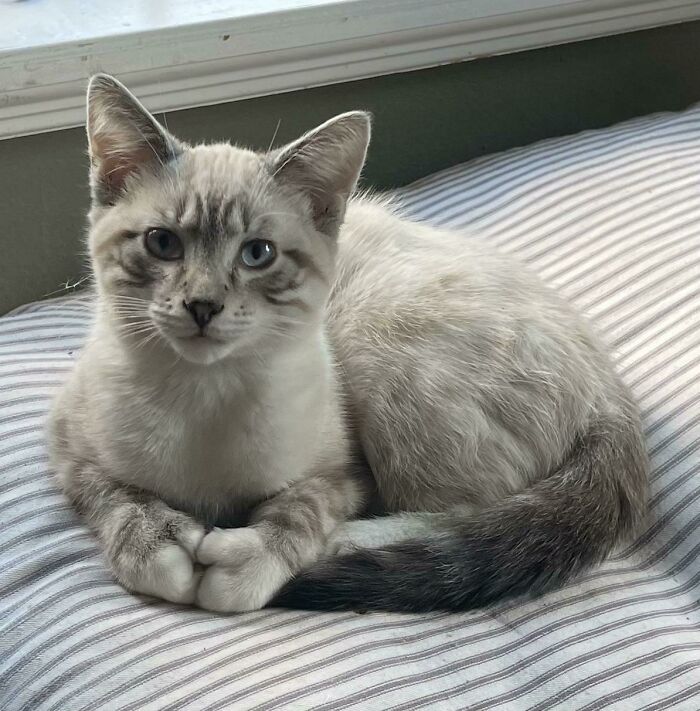 Mi nuevo compañero de casa tiene más pulgares de lo que esperaba