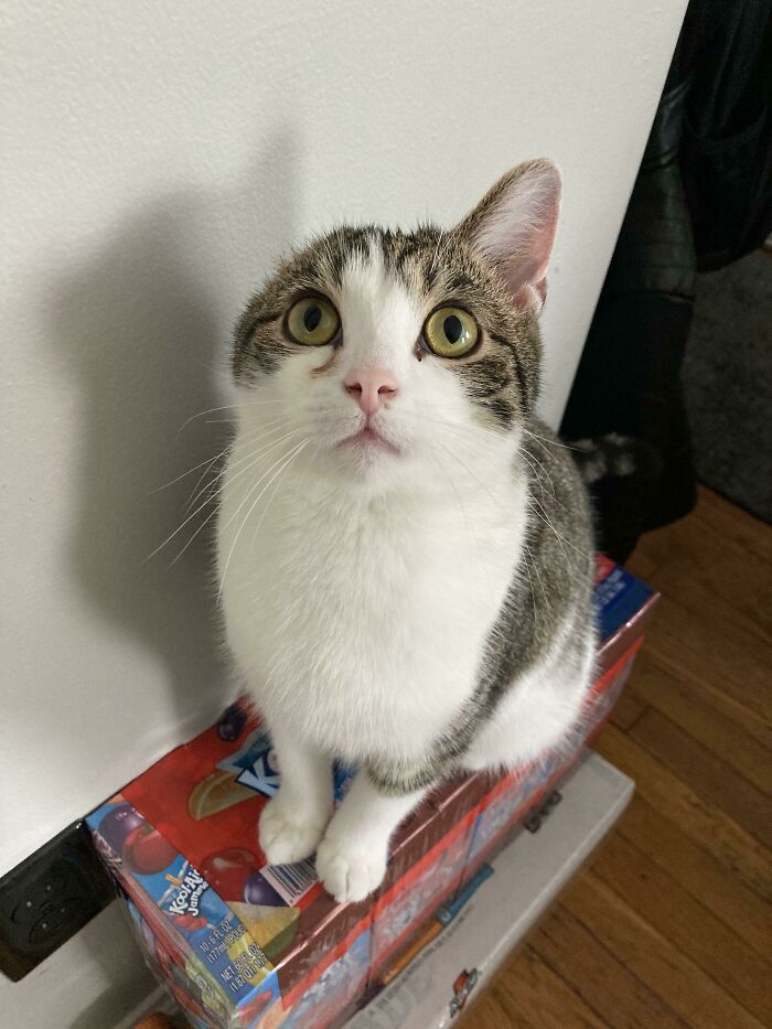 Mi gato Pickles. Nació sin una oreja 