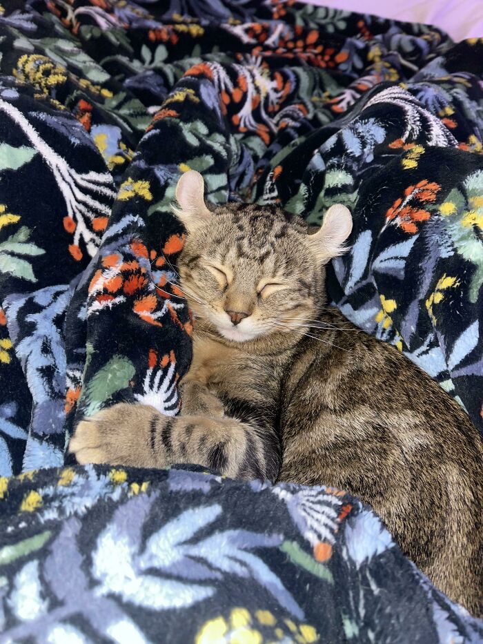 Mi niña de orejas curvas