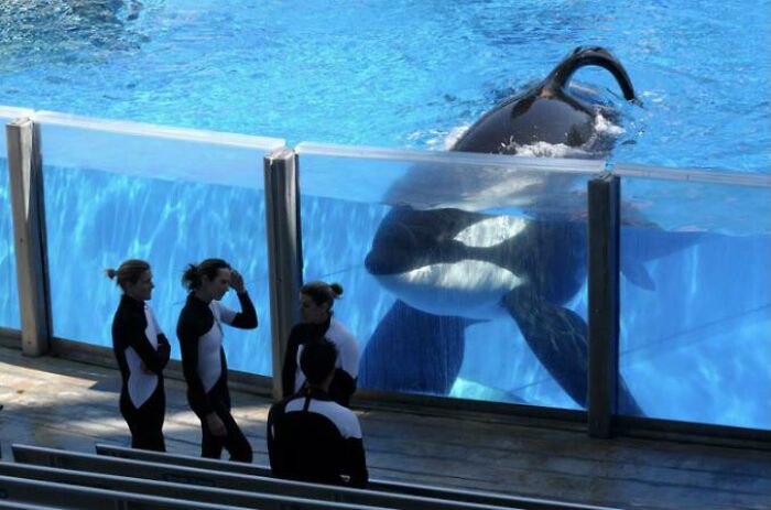 The Captive Orca Tilikum Looking At Its Trainers