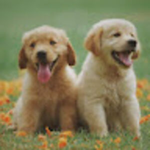 mckenleepitts avatar