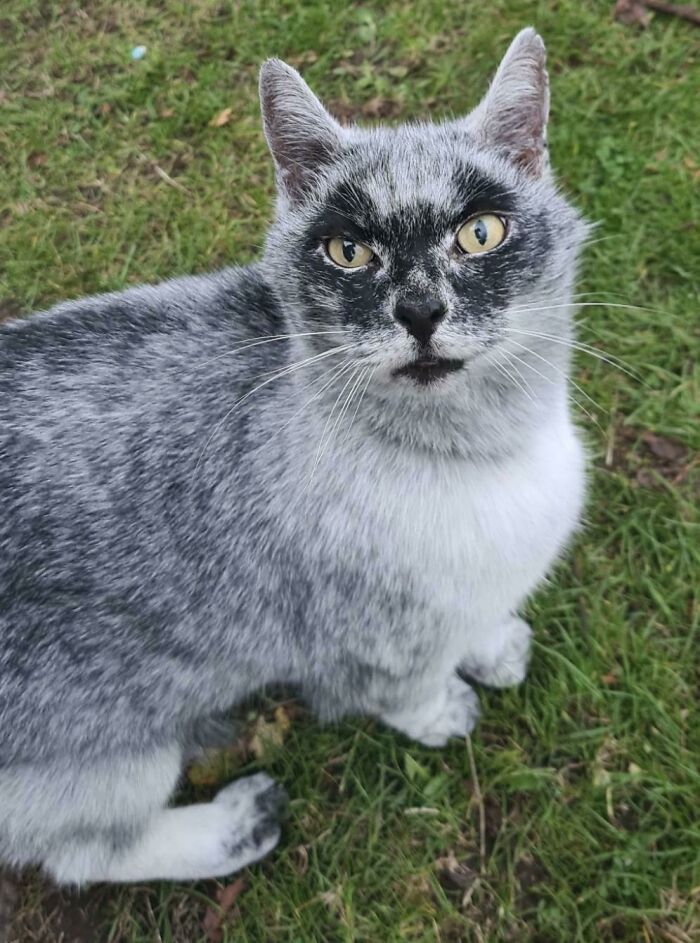 I Met A Black Cat With Vitiligo