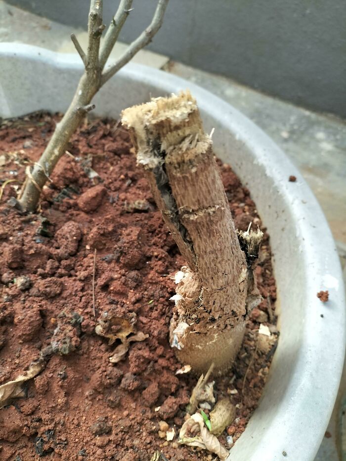 My Parents Cut Down My Favorite Plant In The House Because It Was "A Waste Of Water" (Papaya Plant)