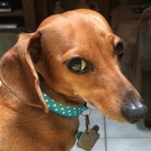 behaviorstogo avatar