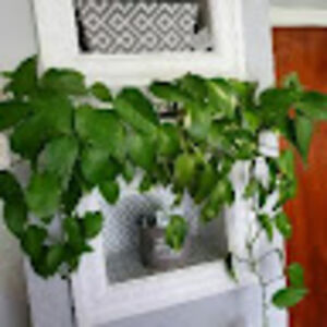 taepopswright avatar