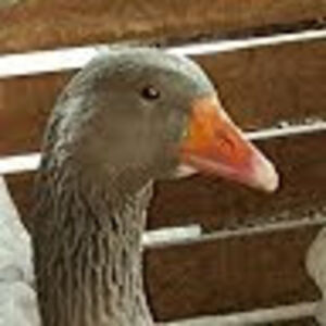 katherinewarner avatar