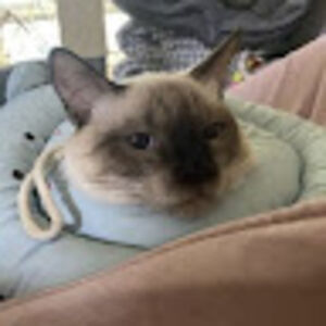 darynahordych avatar