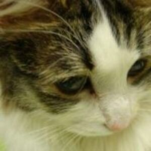 ruthann_showalter avatar