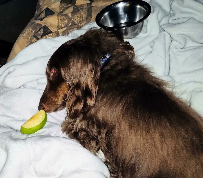 Se niega a dormir sin una rodaja de manzana. Todas las noches