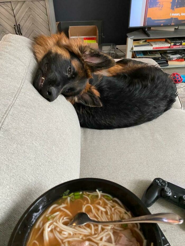 Still Working On Begging But 95% Of His Body Gets It