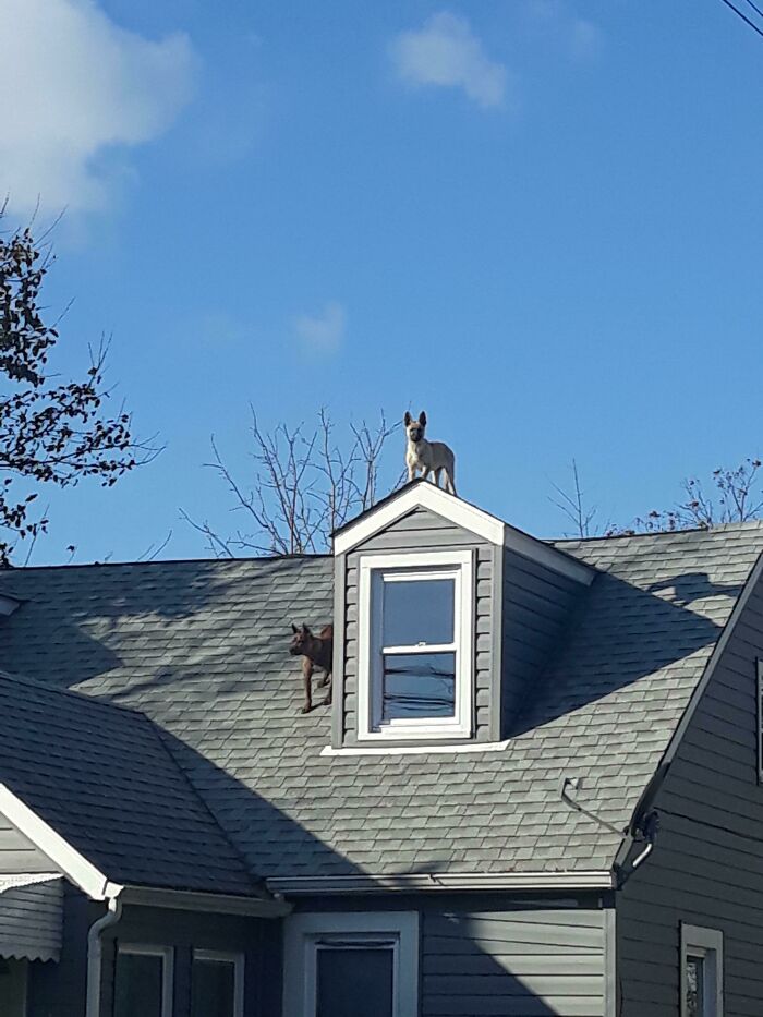 Estaba dando un paseo cuando oí ladridos, pero no pude encontrar al perro. Entonces miré hacia arriba