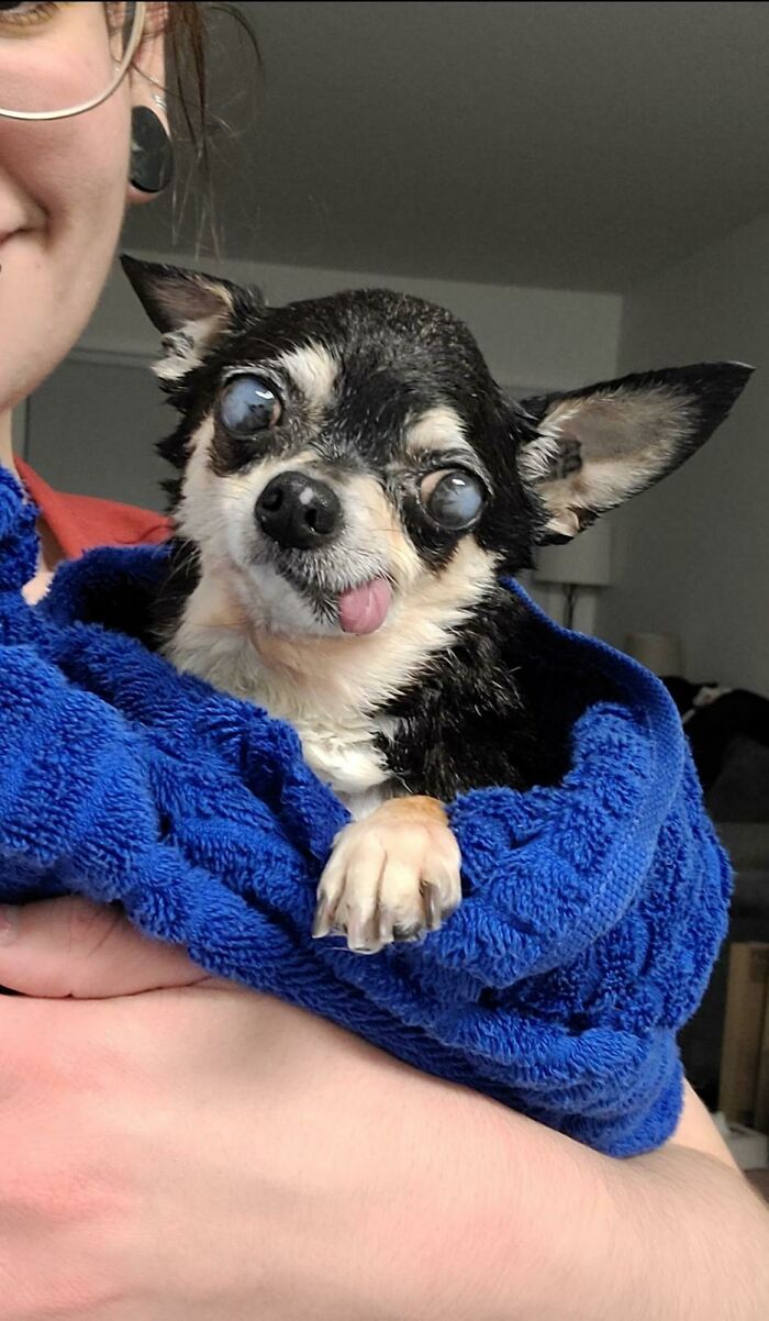 The Answer Is - A Lot. A Lot Is Wrong With My Dog