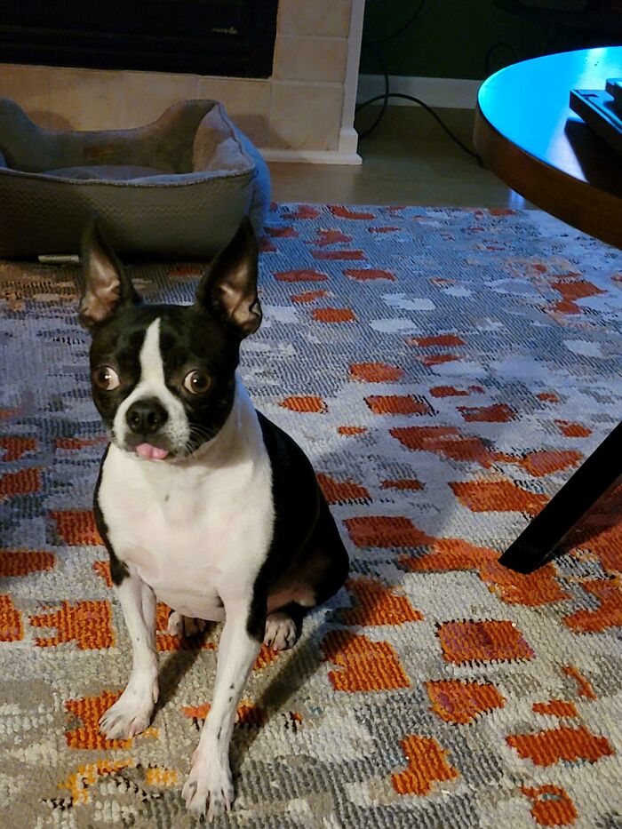 She Crawled Out Of Her Bed After A Nap And Just Sat There Staring At Me Like This