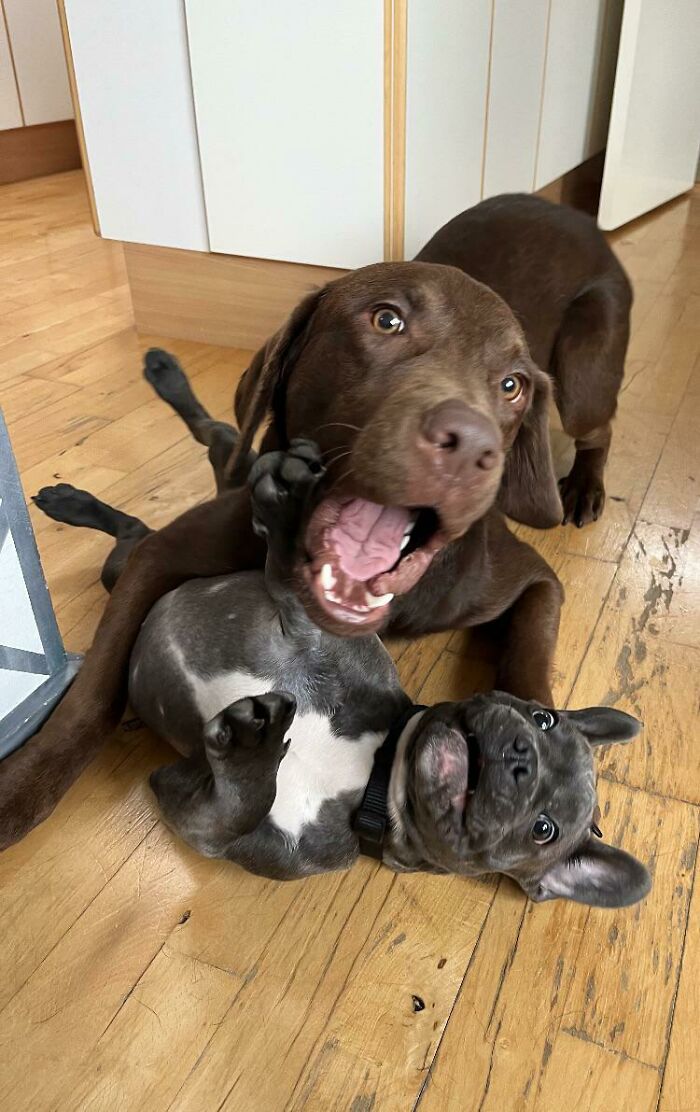 Absolute Chaos And Pure Panic Caught In One Frame