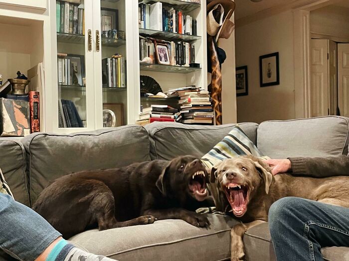 The Neighbor Dog Came Over For A Play Date