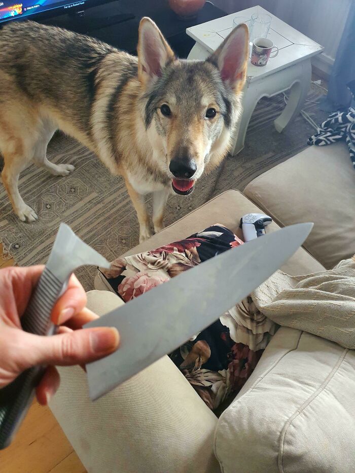 Went Out For A Minute And Meanwhile Homie Destroyed This Steel Knife In Half (I Checked Him Thoroughly And He Is Unharmed)