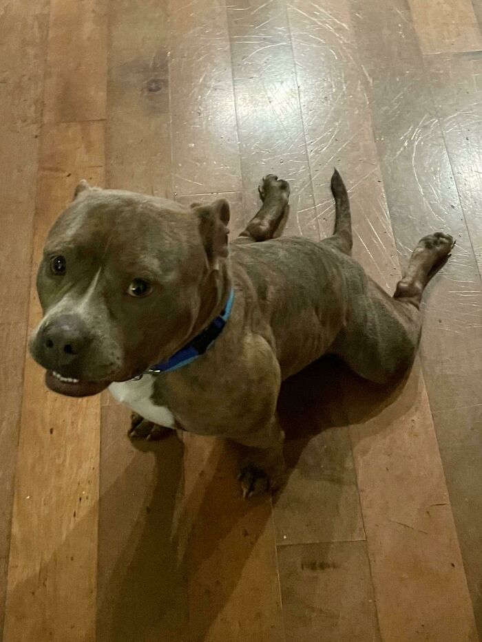 Se sienta como... ¿un pez?