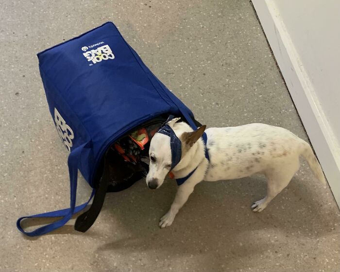 I Left Him Unsupervised For 20 Seconds