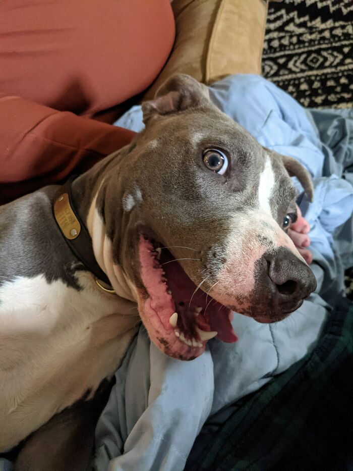 His Adoption Fee Was Discounted Because He Only Has 3 Legs