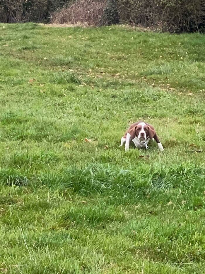 Así es como espera a que lancemos la pelota