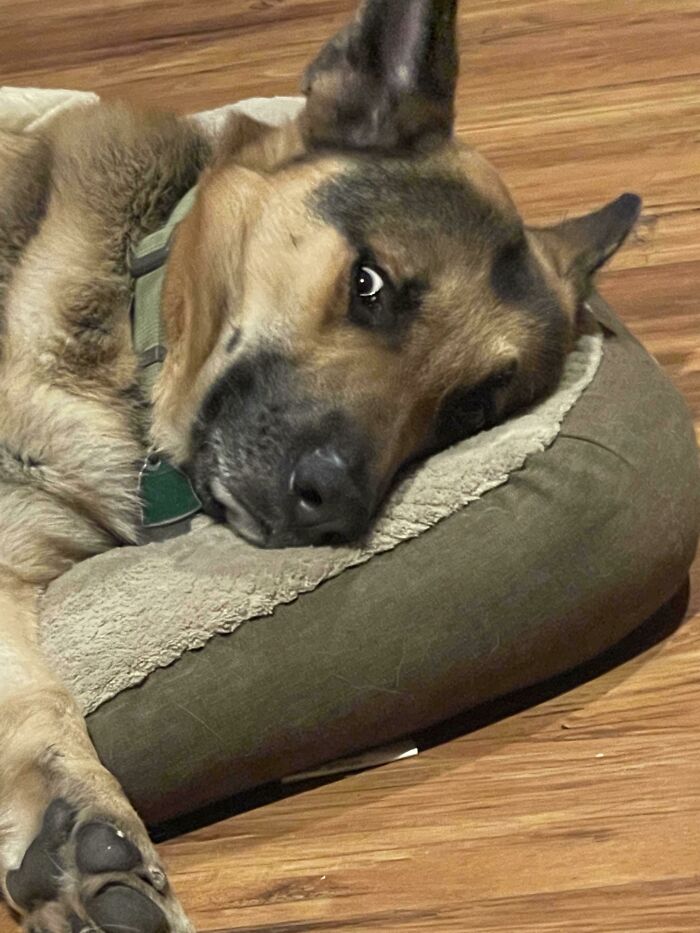 Accidentalmente dije la palabra "pasear" mientras hablaba con mi novio